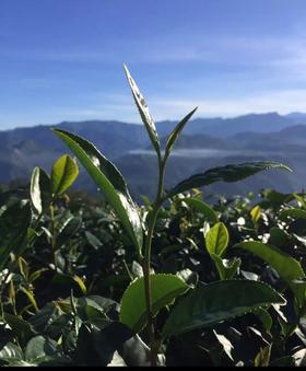 每日一茶：阿里山高山茶