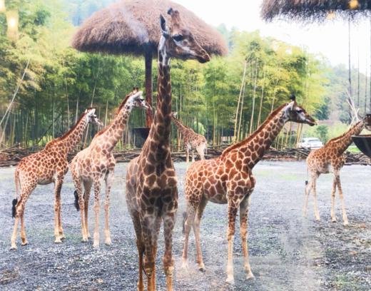 “万水千山 一鹭有你” ——FM104.5花样旅行团端午野奢之旅 商品图0