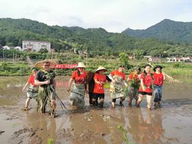  新农人水田运动会 泥水与青春共飞扬 