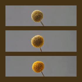 黄金球