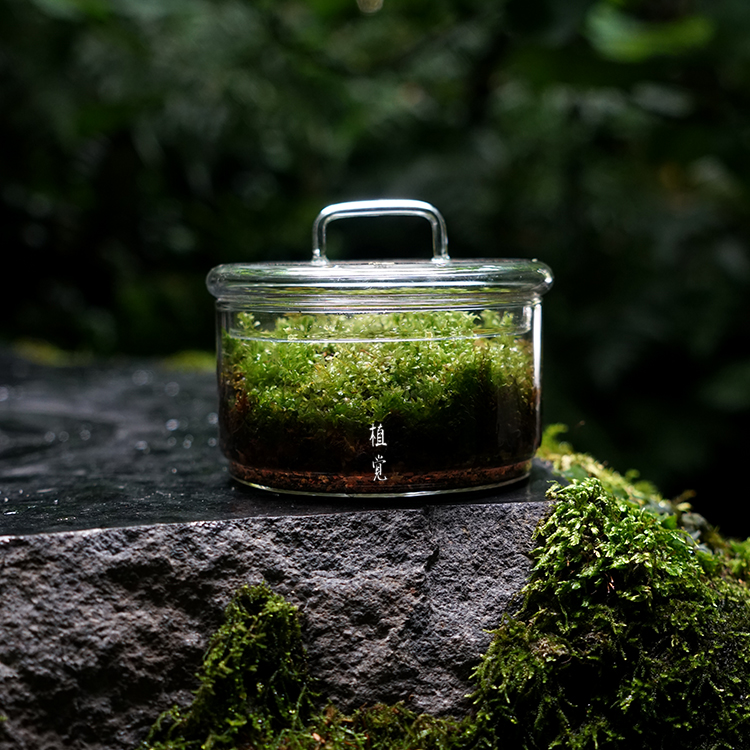 植觉圆苔藓微景观diy创意盆景假山装饰水陆缸植物材料青苔鲜活