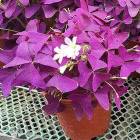 【绿植】好运草