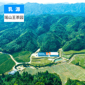 韶关乳源-瑶山王茶园