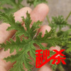 【绿植】驱蚊草 商品缩略图0