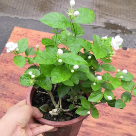 【绿植】茉莉花