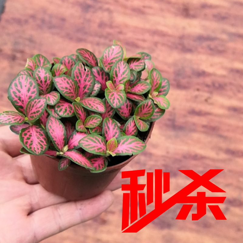 【绿植】网纹草