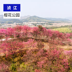 韶关浈江-樱花公园