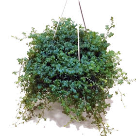 【绿植】变色龙