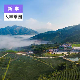 韶关新丰-大丰茶园