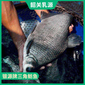 韶关特产-乳源银源牌三角鲂鱼
