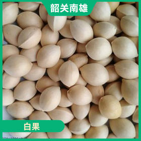 韶关特产-南雄白果