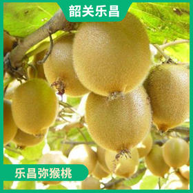 韶关特产-乐昌弥猴桃