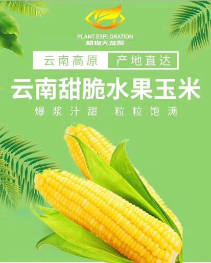 水果鲜花季卡（云南当地采摘，航空直达。共12周，水果鲜花可混搭，生日当天再送1束鲜花）-限襄阳市区-DX 商品图5