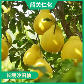 韶关特产-仁化长坝沙田柚