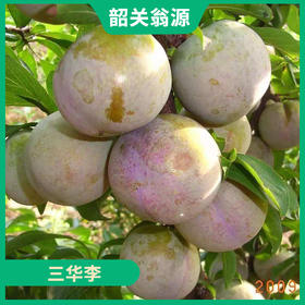 韶关特产-翁源三华李