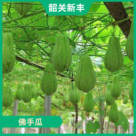 韶关特产-新丰佛手瓜