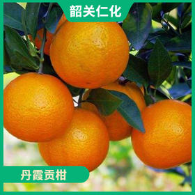 韶关特产-仁化丹霞贡柑