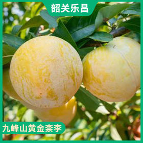 韶关特产-乐昌九峰山黄金柰李