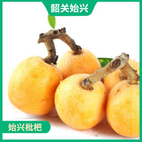 韶关特产-始兴枇杷