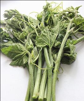 南瓜尖 1份/500g 商品图0