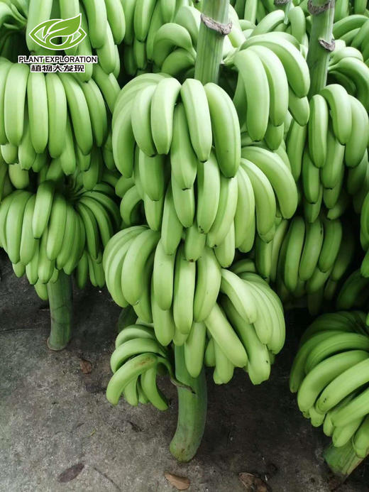云南版纳威尼斯香蕉-DX 商品图1