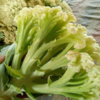 【新鲜时蔬】有机花菜 约500g±50g 商品缩略图1