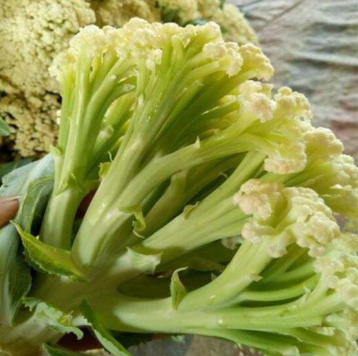 【新鲜时蔬】有机花菜 约500g±50g 商品图1