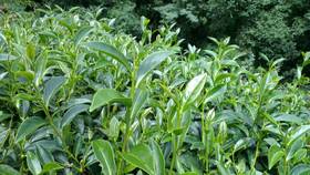 每日一茶：大禹岭高冷茶