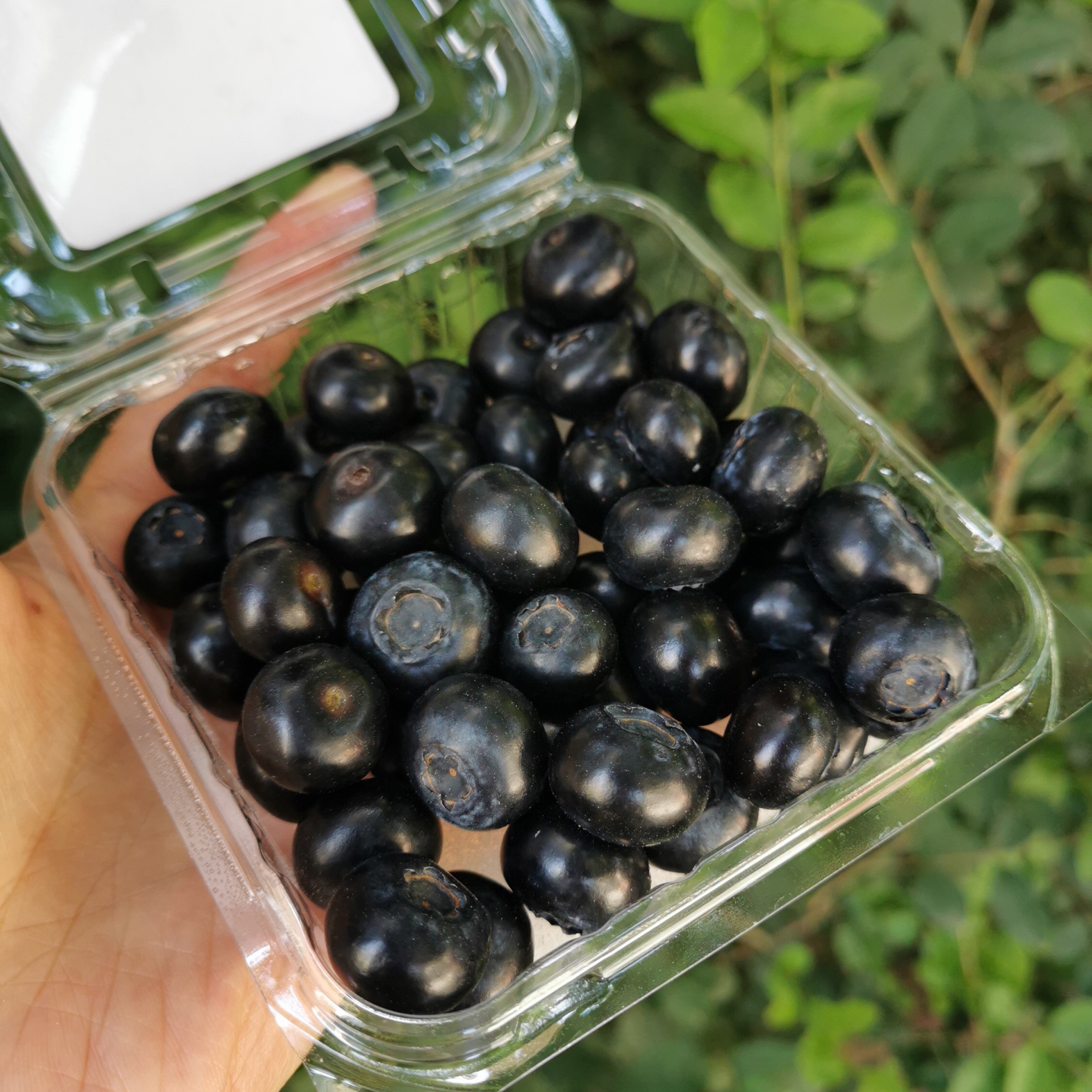 「烟台蓝莓」