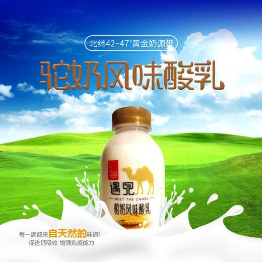 【遇见】驼奶风味酸乳245ml/瓶*15瓶 商品图3