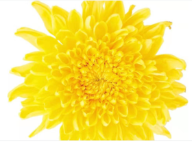 菊花茶