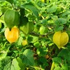 吉林大安菇娘果（又叫灯笼果）850g*1箱 商品缩略图12