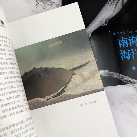 南海诸岛海洋生物奇趣  宋盛宪 南海珊湖礁鱼类贝类棘皮动物爬行动物海洋动植物科普书籍 中小学生课外读物海洋生物百科普类书籍 商品图3