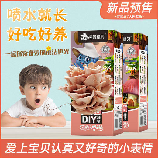 【送小喷瓶】DIY种植蘑菇——在家自己种美味 商品图0