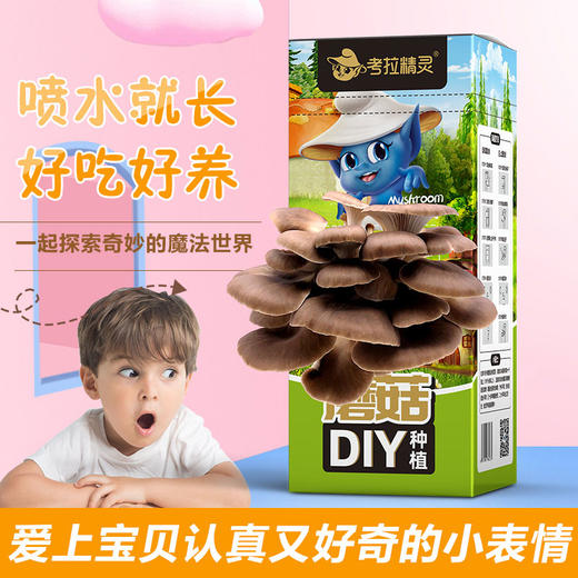 【送小喷瓶】DIY种植蘑菇——在家自己种美味 商品图3
