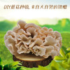 【送小喷瓶】DIY种植蘑菇——在家自己种美味 商品缩略图1