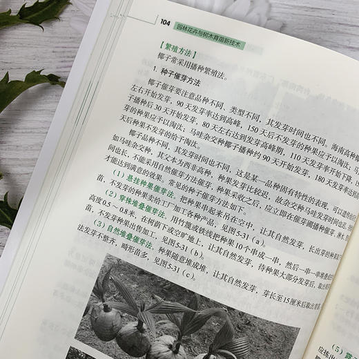 园林花卉与树木育苗新技术 苗玉芳 园林花卉苗木播种繁育书苗木扦插嫁接技术树木嫁接育苗种植大全园林植物整形修剪病虫害防治技术 商品图4