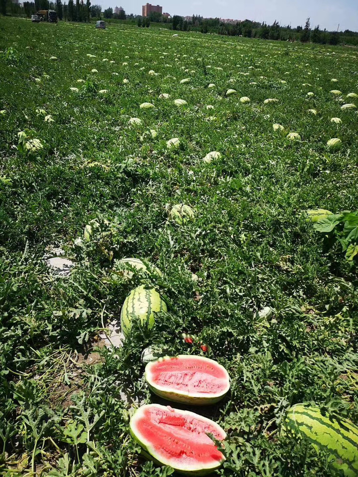 【全国包邮】新疆下野地大西瓜(5kg/9kg)