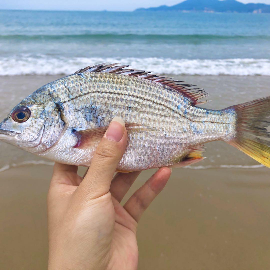 黄翅鱼也叫黄鳍鲷,肉质鲜嫩,营养丰富,有"海底鸡项"之