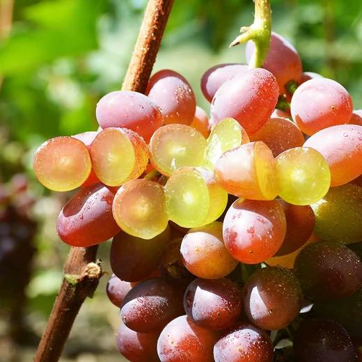 玫瑰香葡萄400g 商品图2