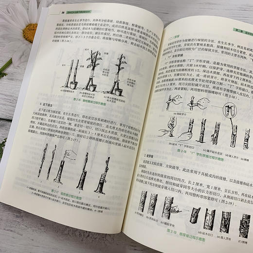园林花卉与树木育苗新技术 苗玉芳 园林花卉苗木播种繁育书苗木扦插嫁接技术树木嫁接育苗种植大全园林植物整形修剪病虫害防治技术 商品图3