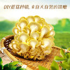 【送小喷瓶】DIY种植蘑菇——在家自己种美味 商品缩略图7