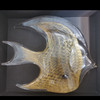Pesce angelo-手工玻璃制品 商品缩略图1