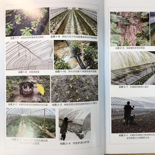 大棚蔬菜栽培技术问答 第三版 大棚配套设施建设维护 大棚蔬菜环境调控技术大棚蔬菜定植田间管理技术对大棚蔬菜育苗病虫害防治书 商品图4