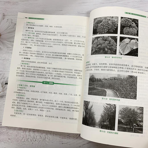 园林花卉与树木育苗新技术 苗玉芳 园林花卉苗木播种繁育书苗木扦插嫁接技术树木嫁接育苗种植大全园林植物整形修剪病虫害防治技术 商品图2