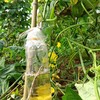丝瓜水500毫升 商品缩略图3