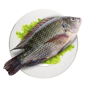 非洲鲫（罗非） 现杀