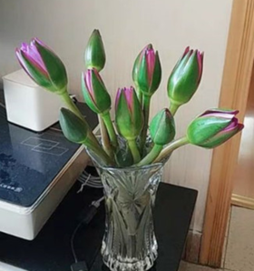 【切花】睡莲花5支（不带盆）