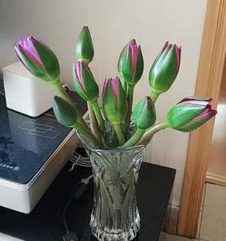 【切花】睡莲花5支（不带盆） 商品图0