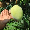 【农道好物精选】芒果中的Plus攀枝花凯特芒 个大软糯 香味浓郁多汁 皮薄核小 商品缩略图4